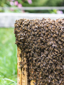Allgaeuer Bienen