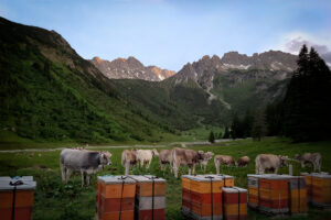 puralp-header